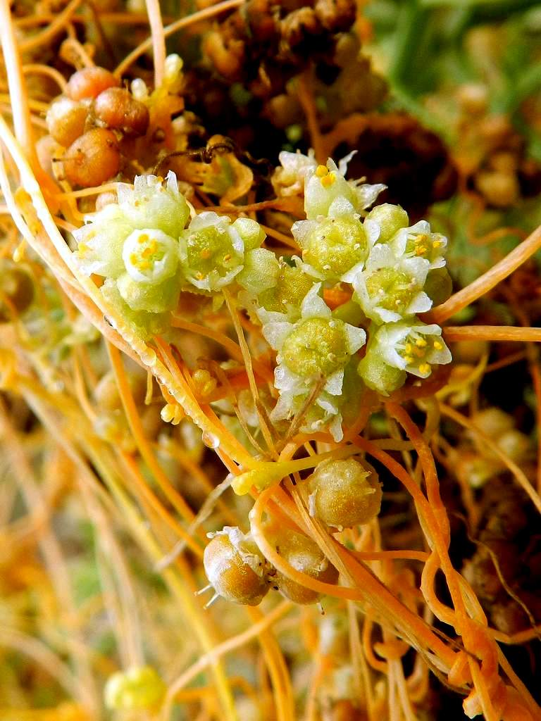 Cuscuta cesattiana / Cuscuta di Cesati